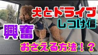 【犬のしつけ】ドライブ中に興奮する犬をおとなしくする方法はコレ！！