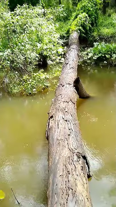 Deceptive Log across a deep creek! - YouTube
