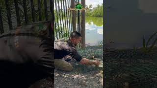 Custom Trap For Invasive Iguanas