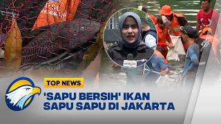 Ramai-ramai Tangkap Ikan Sapu-sapu di Ibu Kota - [Top News]