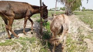 “Amazing Donkey Breeding Process | 100% Real Footage 😳”
