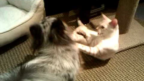 Video 8570691: snow lynx bengal kitten, lynx point bengal kitten, lynx kitten playing, blue bengal kitten