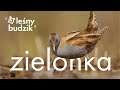 Leśny budzik - Zielonka