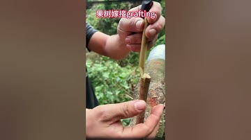 荔枝果樹嫁接技巧全過程，30秒教你學習如何嫁接果樹The whole process of grafting lychee fruit trees, graft fruit in 30 seconds