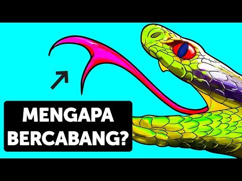 Video: Adakah ular amniote?