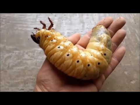 Geli Banget Liatnya!!! Proses Metamorfosis Kumbang Tanduk Raksasa