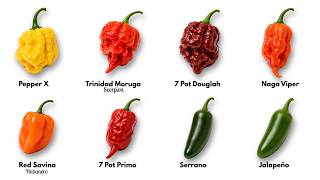 Every Hottest Peppers Explained in 10 Minutes