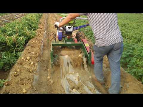 Video: Kartupeļu Ekskavators Aizmugurējam Traktoram (37 Fotoattēli): Skrīninga (vibrācijas), Jostas, Ventilatora Un Bungas Tipa Modeļu Iezīmes. Kā Izvēlēties?