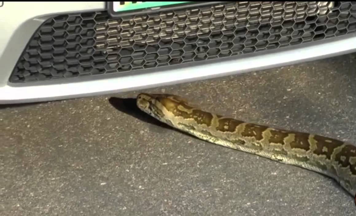 Python Hid The Car Very Scary YouTube