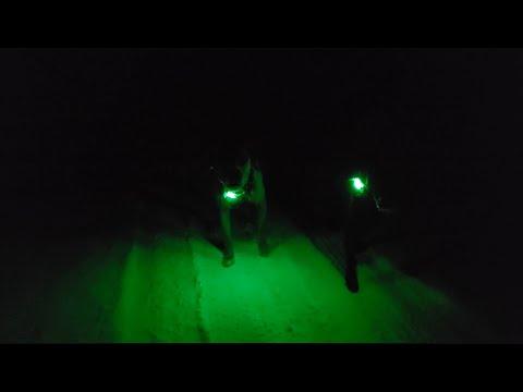 Dog Lights GREEN