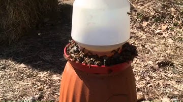 Bee feeding frenzy