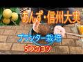 【あんず・信州大実】プランター栽培 5つのコツ 26/4/29