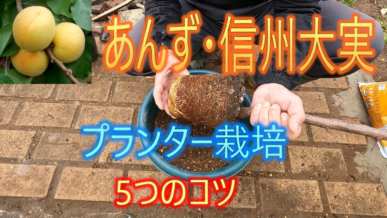 果物 emizou Apricot - Shinshu Omi] Container Cultivation: 5 Tips 26/4/29 - YouTube