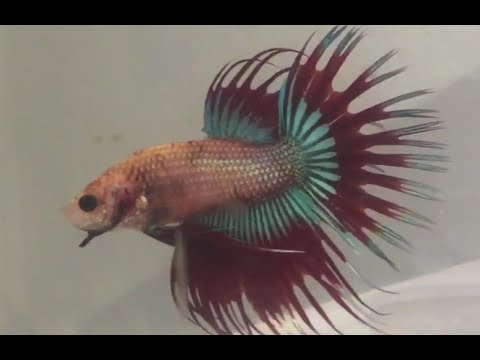 that's my boy cast New Crowntail Cambodian Betta