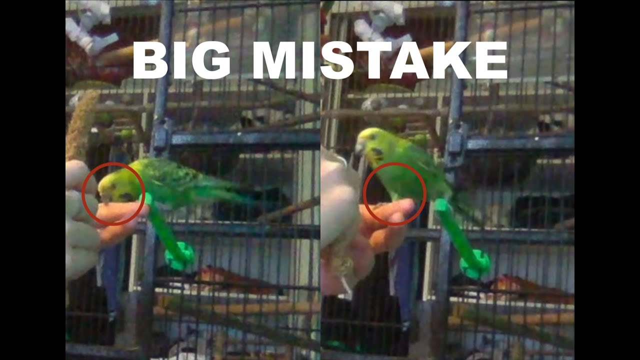 How NOT to train a budgie to step up... My biggest mistakes