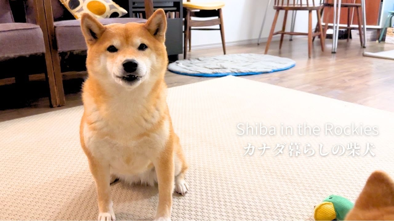 雨の散歩が嫌すぎて犬語でクレームをする柴犬さん [4K]