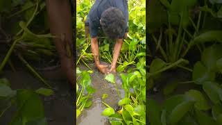 Amazing Hand Fishing. Catching Big Fish In Mud Water By Hand #shorts #handfish #fishinglife