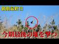 【狩猟】今期最終日、最後のキジを撃つ