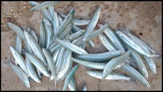 PESCA DE PEJERREY - SIN CAÑA PESQUE LO MEJOR DE TODOS LOS PESCADORES #pesca #pejerrey #pescaria