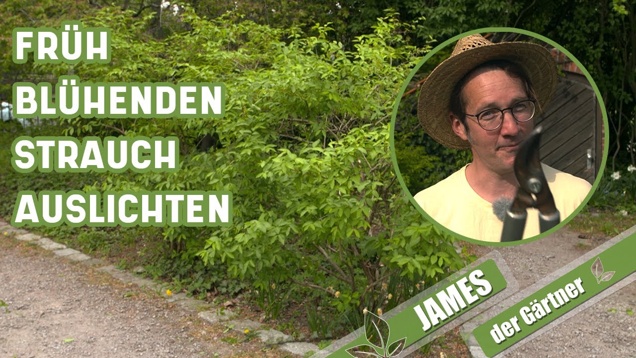 Rückschnitt von Sträuchern so schneidet man früh blühende Sträucher