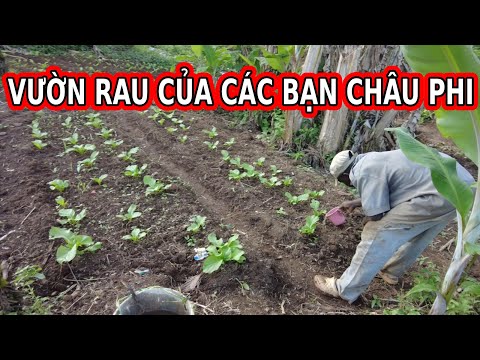 Tâp 68: Hướng dẫn người Châu Phi bón phân chăm sóc cây lương thực||@2Q Vlogs - Cuộc Sống Châu Phi​