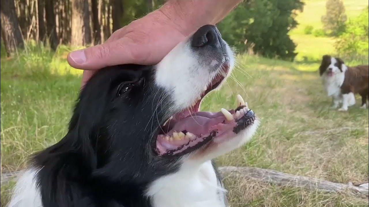 Border Collie Tails meet a friendly mountain biker (music variation