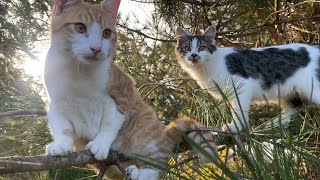 ДЕРЕВЕНСКИЕ ЖИВЫЕ ЗВУКИ. Деревня в лесу. Коты, Птицы.