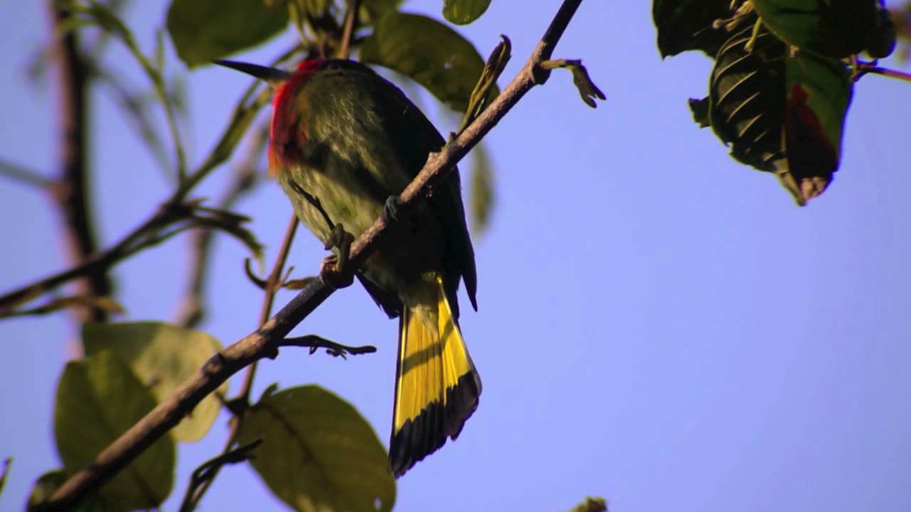 Red-bearded Bee-eater (Nyctyornis amictus)