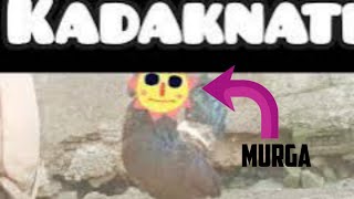 Chicken Song part 2 (original) | The hens' dancing song | 2024 #01#kadaknathmurga