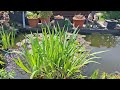 2026 05 03 Kater 🐈Carlos Prinz vom Hirtenweg #cat und Fisch 🐟 Teich 