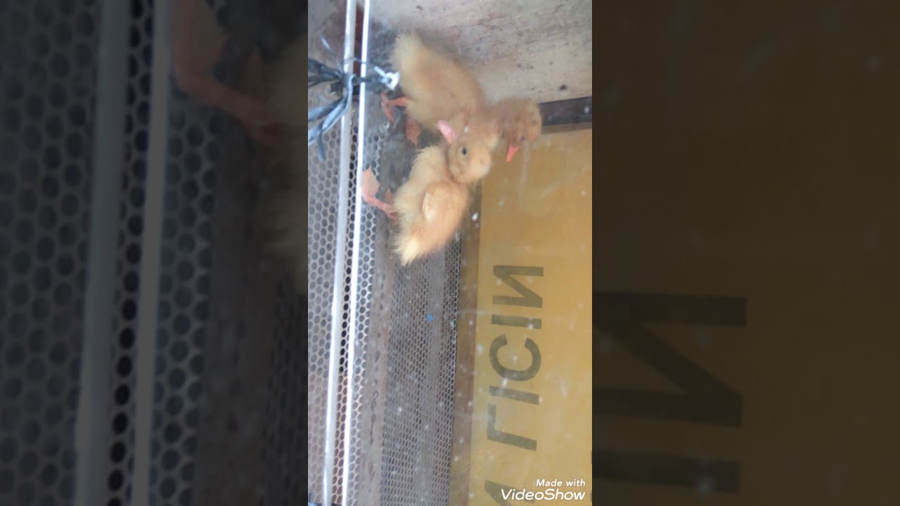 Ternak hamster jenis camble 