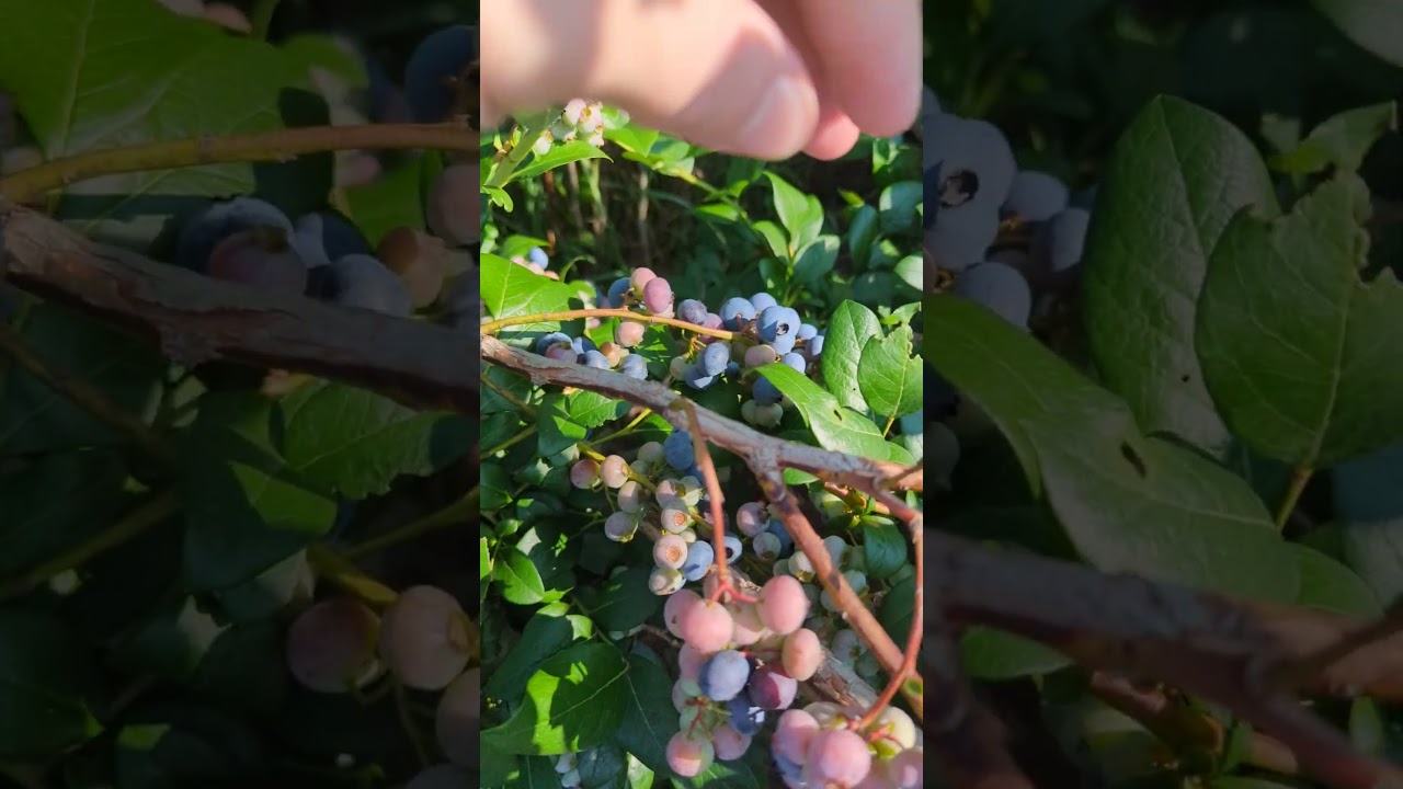These Blueberries!! 🫐 🫐 U-Pick at Bee Haven Farm! 🐝 