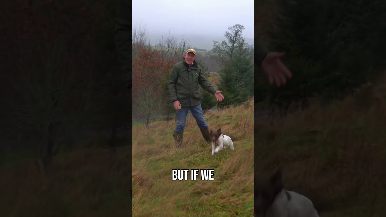 Дрессировка собак в Лонг-Грасс