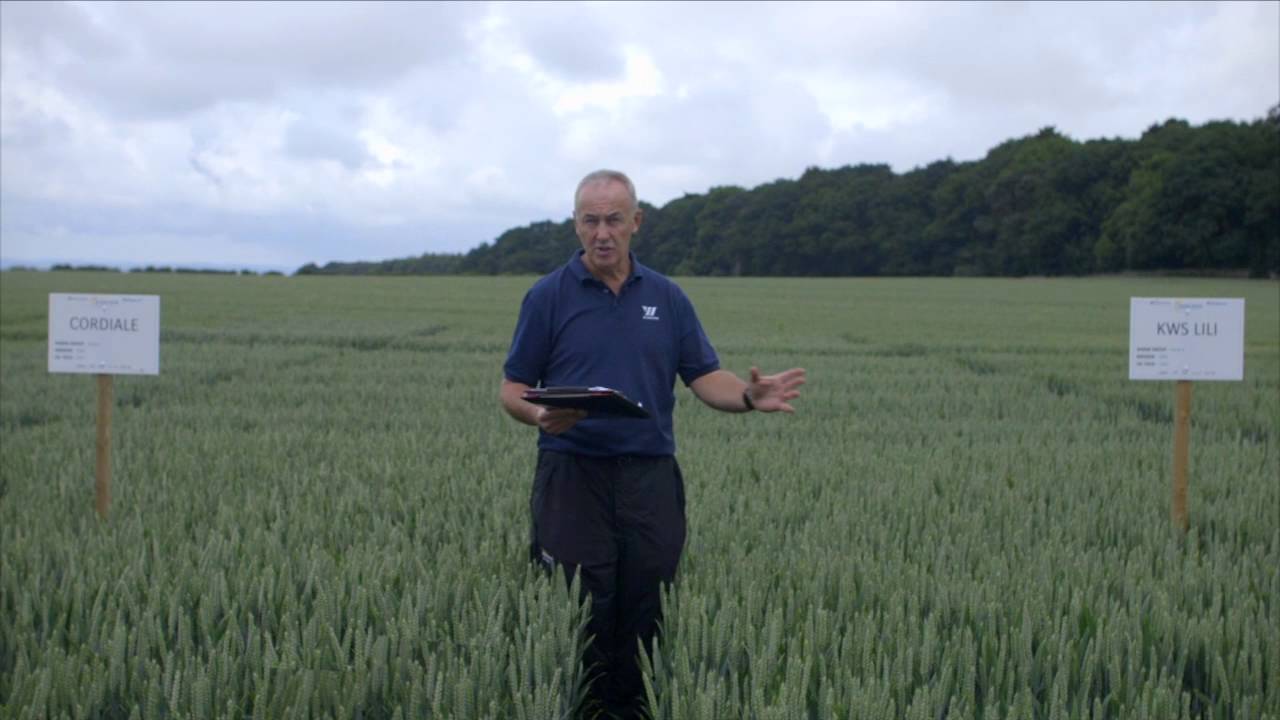 Video: Richard Torr talks through NABIM Group 1 and 2 bread making wheat varieties