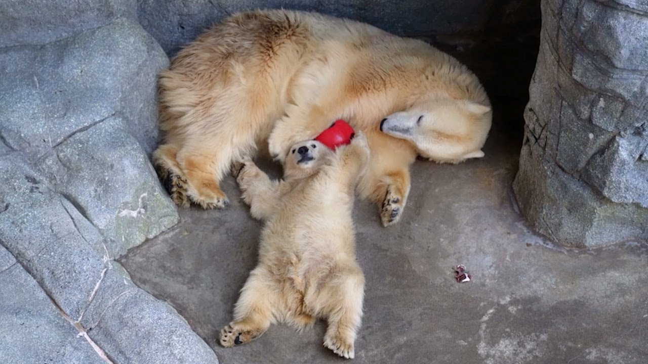 閉館後、うとうとしながら遊ぶユキとフブキ