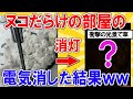 【2ch動物スレ】大量のネッコがいる部屋の電気消す→衝撃の光景広がるwwwwwwww