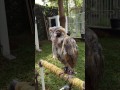 Sleepy Barn owl