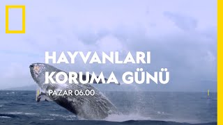 WILD I Hayvanları Koruma Günü Resimi