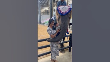 Memories that never fade# elephant show# pattaya# Thailand
