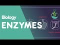 Unlocking the Secrets of Enzymes in Biological Reactions