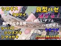 爆ぜる!秋の河口でミャク釣り