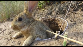 Simple Easy Rabbit Trap Make From underground hole Work 100% Resimi