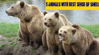 Top 5 Animals with the Best sense of Smell