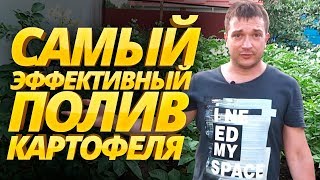 САМЫЙ ЭФФЕКТИВНЫЙ ПОЛИВ КАРТОФЕЛЯ: сроки и как правильно поливать картошку в огороде