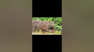 Rái cá và Báo đốm. #giaitri #dongvat #thegioidongvat