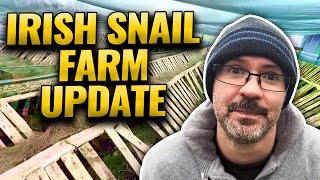 Unexpected Twist: Latest Update on Our Irish Snail Farm