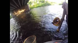 Euro Nymphing Pennsylvania Wild Brown Trout during the Sulphur Hatch