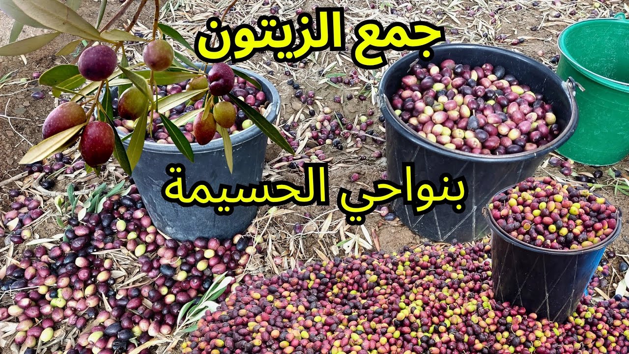 حياة القرية: جمع الزيتون بالطريقة التقليدية بنواحي الحسيمة