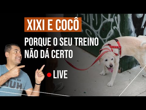 Vídeo: Por que meu cão é tão seletivo sobre onde fazer cocô?