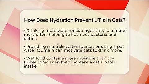 How Does Hydration Prevent UTIs In Cats? - Happy Cat Handbook